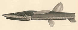 Image of Notacanthiformes