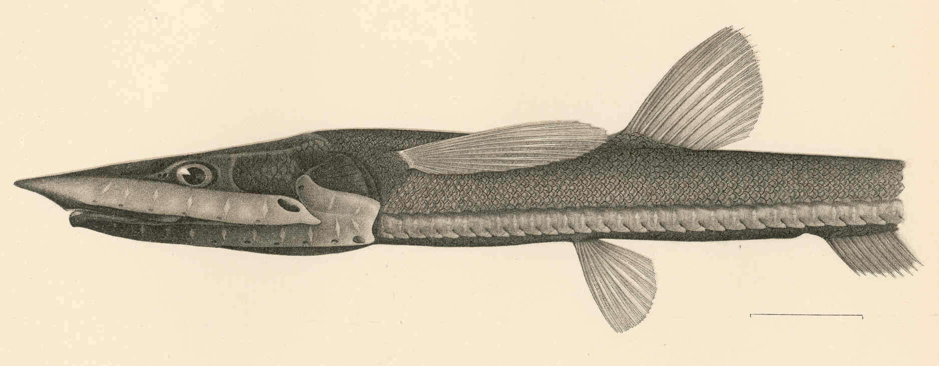 Image de Notacanthiformes