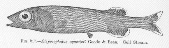 Image of Alepocephalus