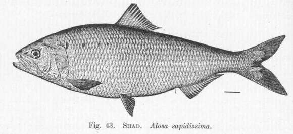 Image of Alosa