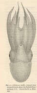 Image de Alloposidae Verrill 1881