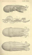 Image de Argonautoidea Cantraine 1841