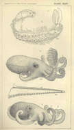 Image of Alloposidae Verrill 1881