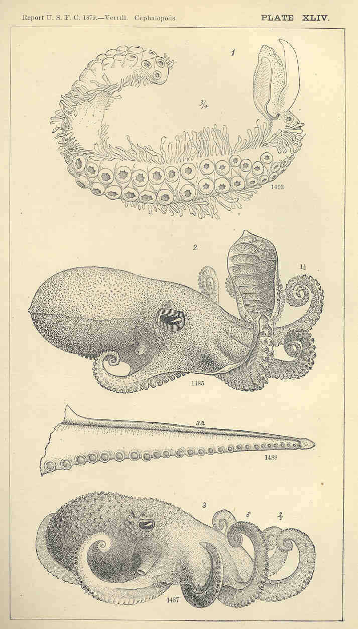 Image de Alloposidae Verrill 1881
