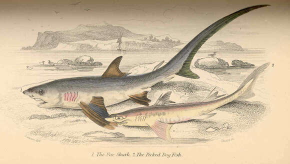 Image of thresher sharks