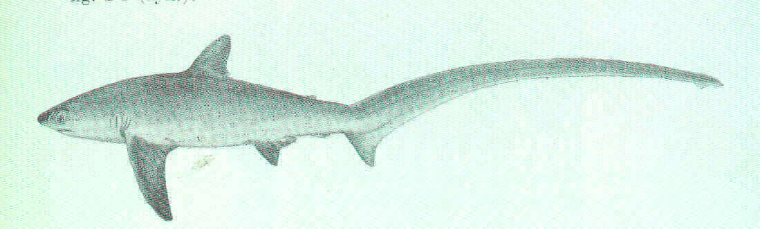 Image of thresher sharks