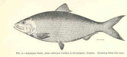 Image of Alabama Shad