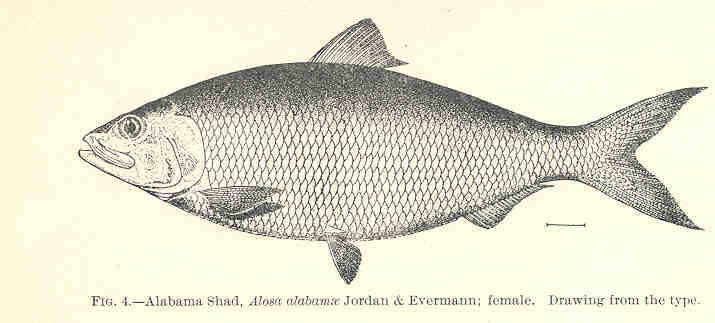 Слика од Alosa alabamae Jordan & Evermann 1896