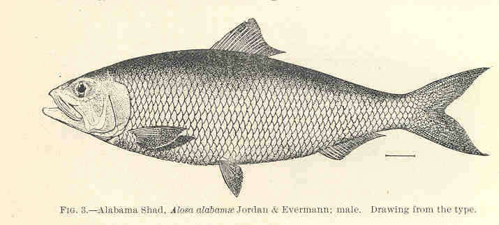 Plancia ëd Alosa alabamae Jordan & Evermann 1896