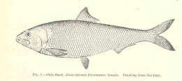 Image of Alabama Shad