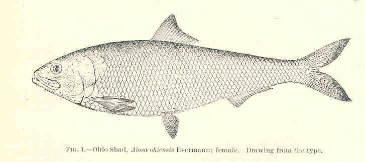 Слика од Alosa alabamae Jordan & Evermann 1896