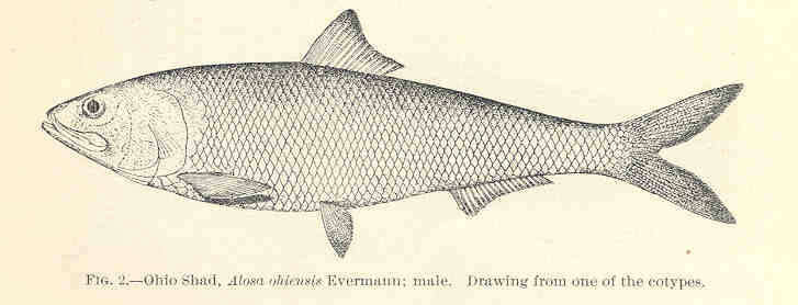 Слика од Alosa alabamae Jordan & Evermann 1896