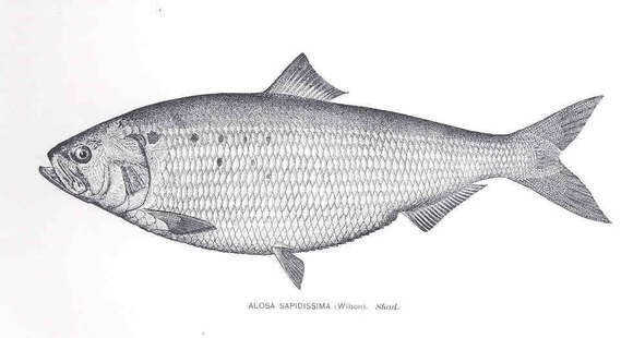 Image of Alosa