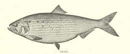 Image of Alosa