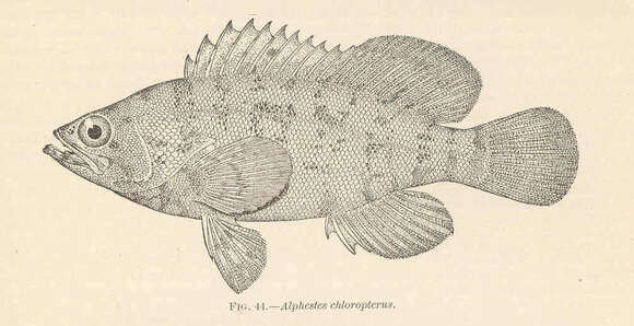 Image de Alphestes