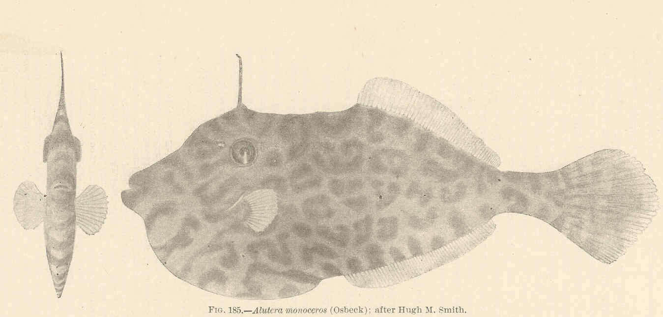 Image of Leatherjacket