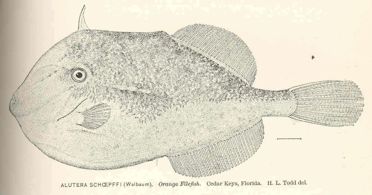 Image of filefishes