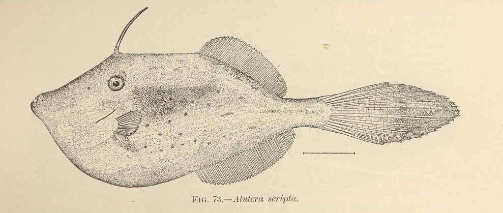 Aluterus resmi