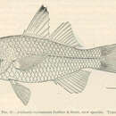 Image of <i>Ambassis vaivasensis</i>