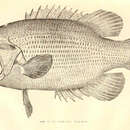 Image of Rock Bass