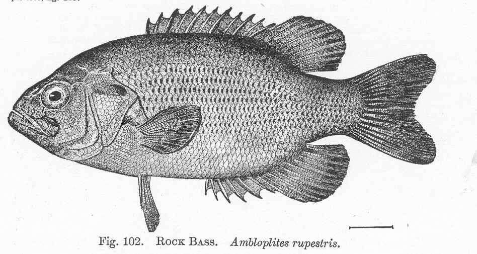 Image of Ambloplites