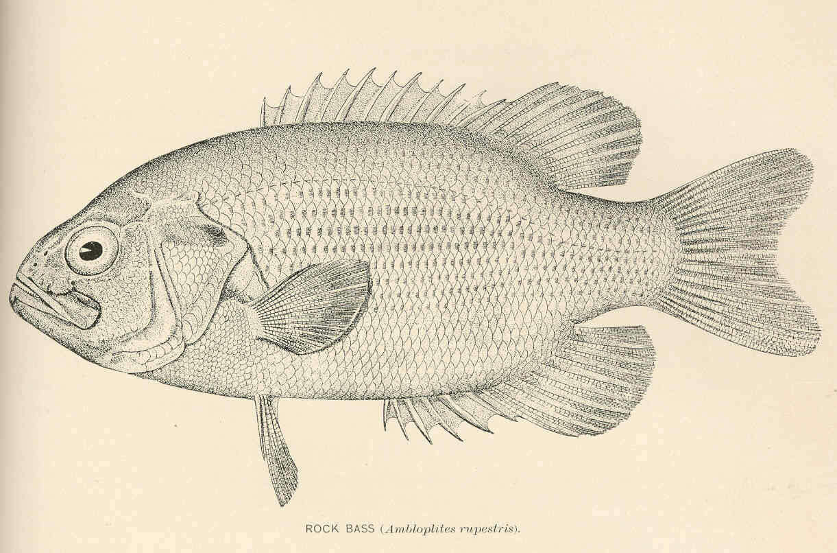 Image of Ambloplites