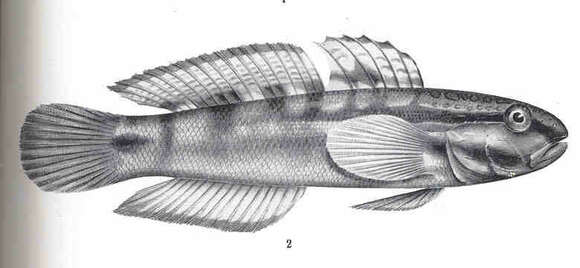 صورة Amblygobius