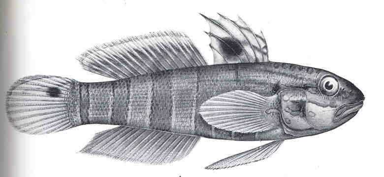 صورة Amblygobius