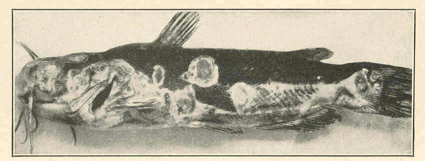 Image of North American catfishes