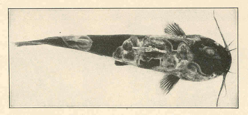 Image of North American catfishes