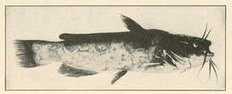 Image of North American catfishes