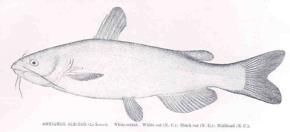 Image of North American catfishes