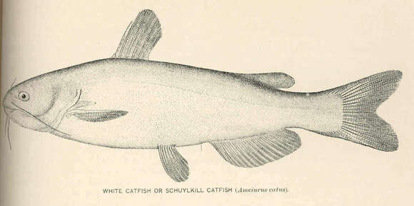 Image of North American catfishes