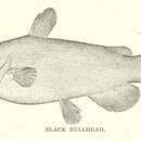Image of Black Bullhead