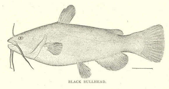 Image of Ameiurus