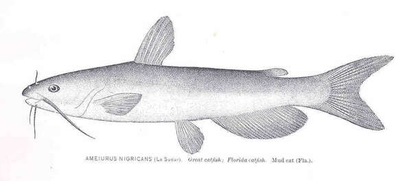 Image of <i>Ameiurus nigricans</i>