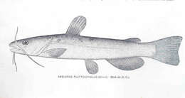 Image of North American catfishes