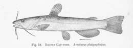 Image of North American catfishes