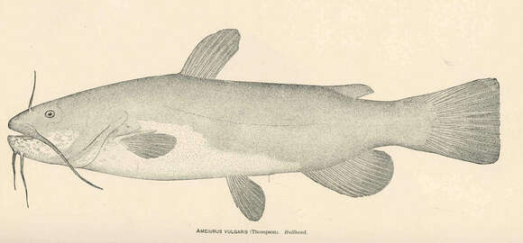 Image of Ameiurus