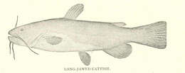 Image of Ameiurus