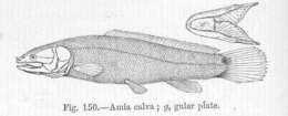 Image of Amiiformes