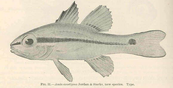 Image of Pristiapogon