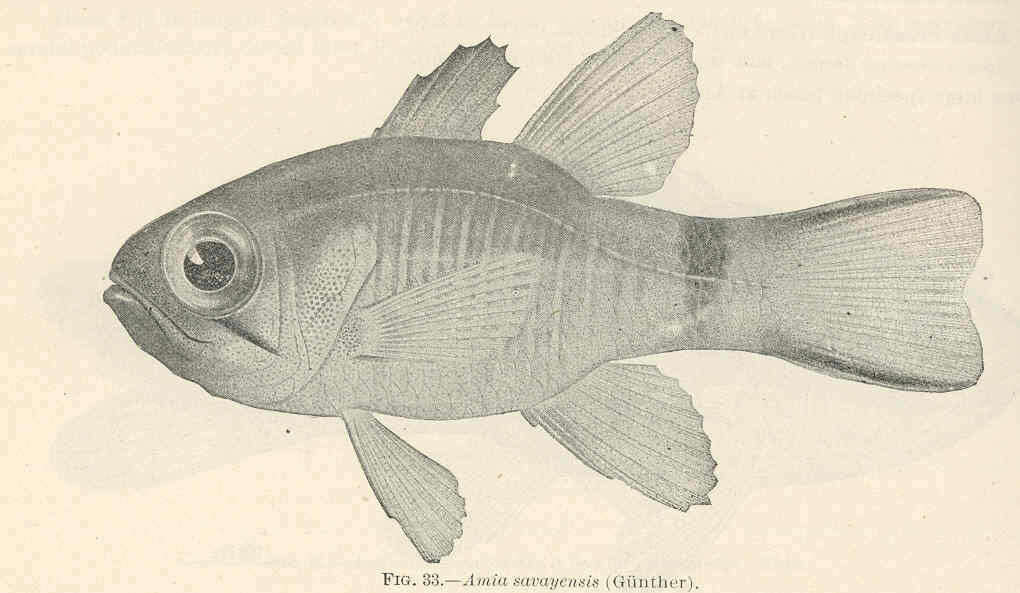 Image of Amiiformes