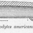 Imagem de Ammodytes americanus De Kay 1842