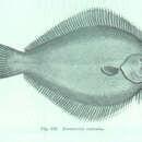 Image of Bay flounder