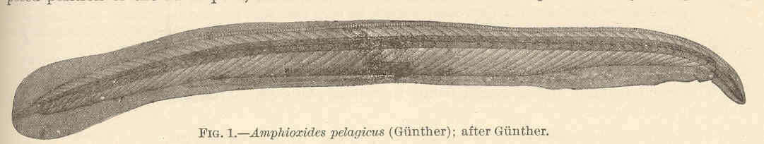 Image of cephalochordates