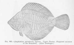 Imagem de Amphistiidae