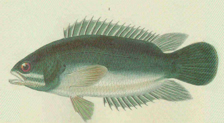 Image of Anabantiformes