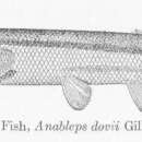 Image of four-eyed fish