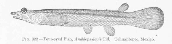 Image of four-eyed fishes